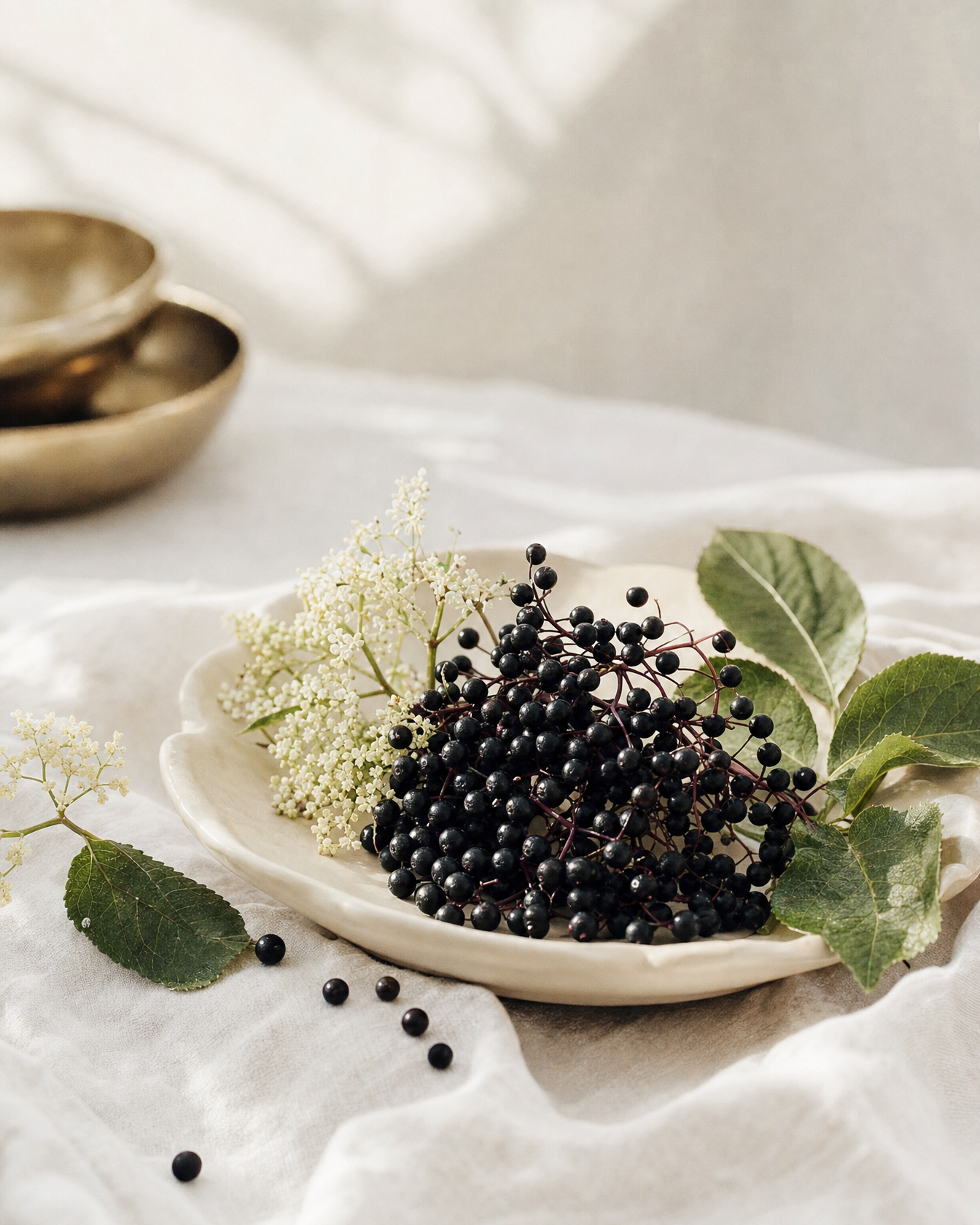 Elderberry botanical still life — Essential Immune Support