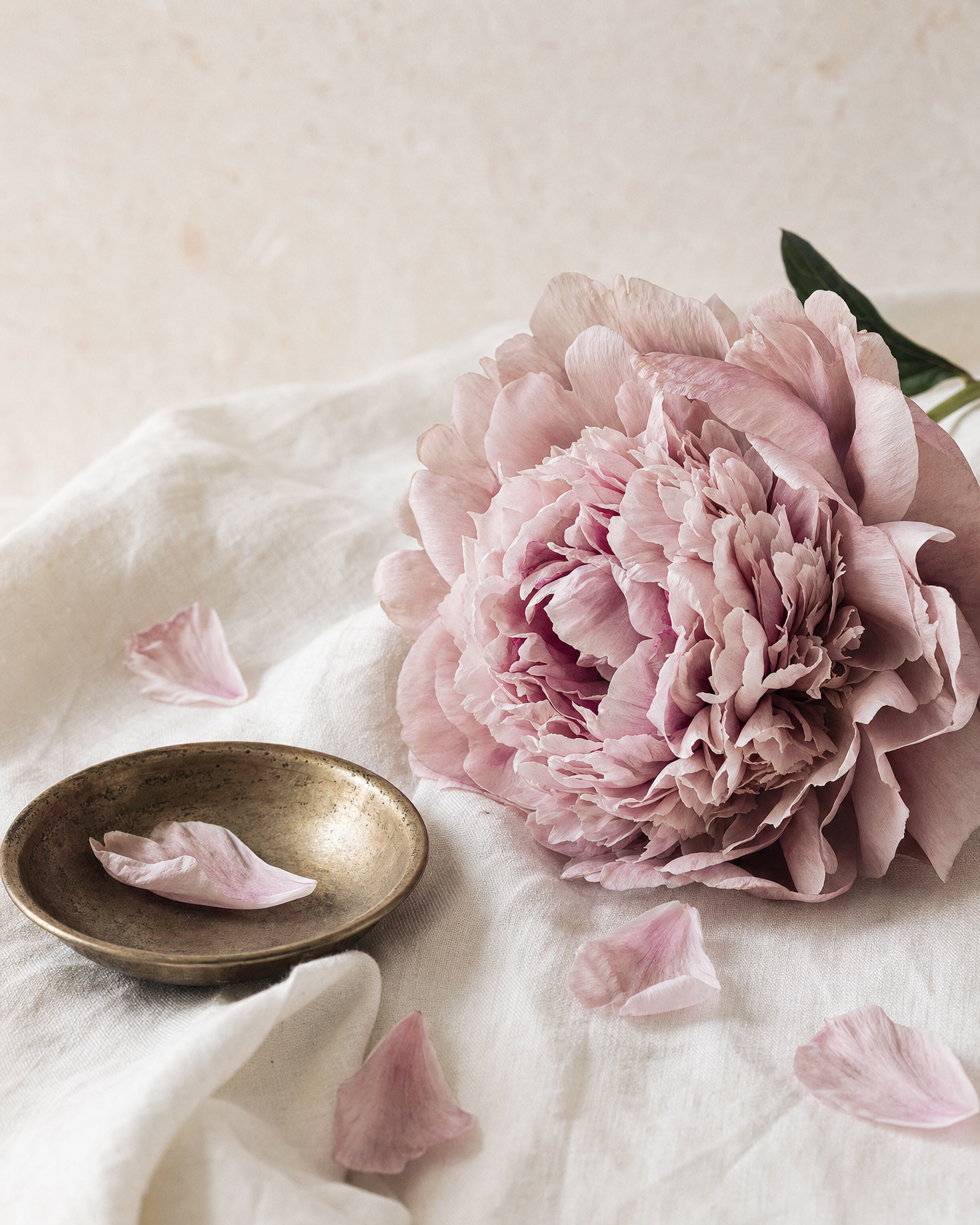 Peony botanical still life — Hormone Balance for Women