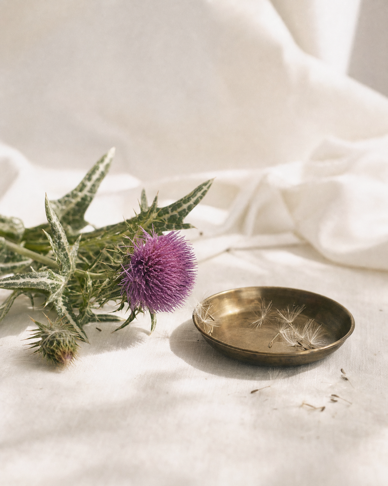 Milk Thistle botanical still life — Liver Support
