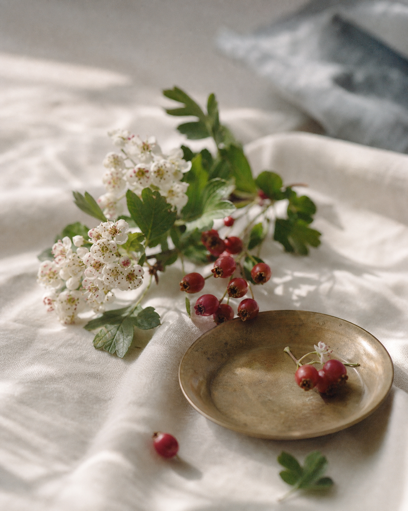 Hawthorn botanical still life — Male Reproductive Support