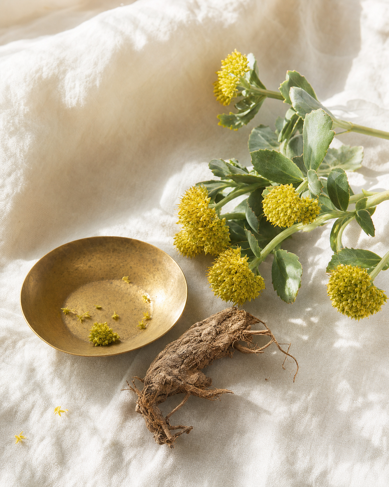Rhodiola botanical still life — Thyroid & Adrenal Balance