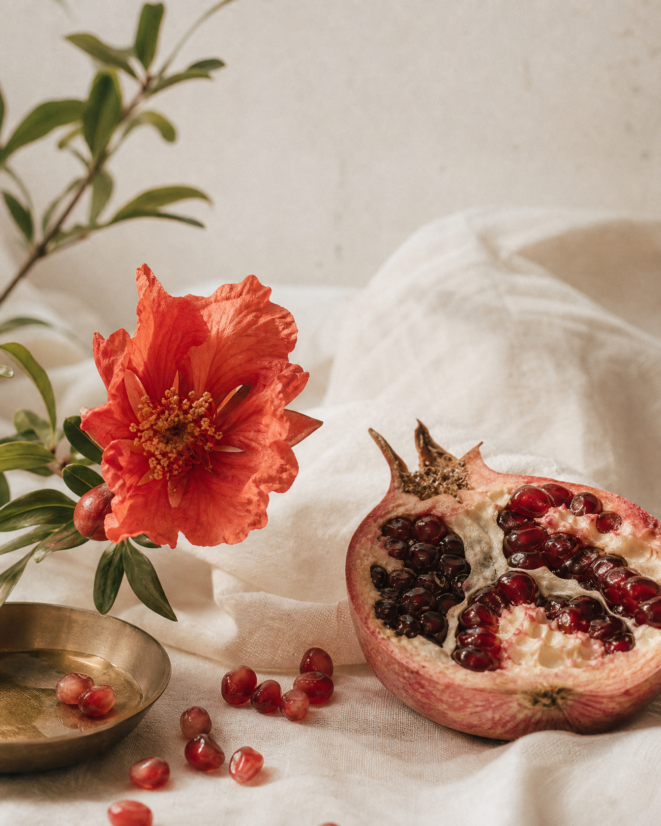 Pomegranate Flower botanical still life — Women's Reproductive Support